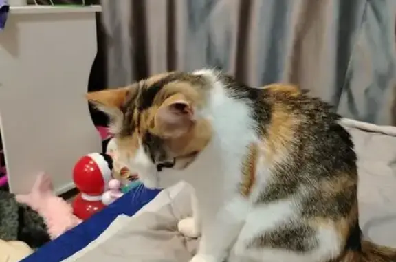 Пропала кошка, ул. Конституции, 7, Кудымкар - photo