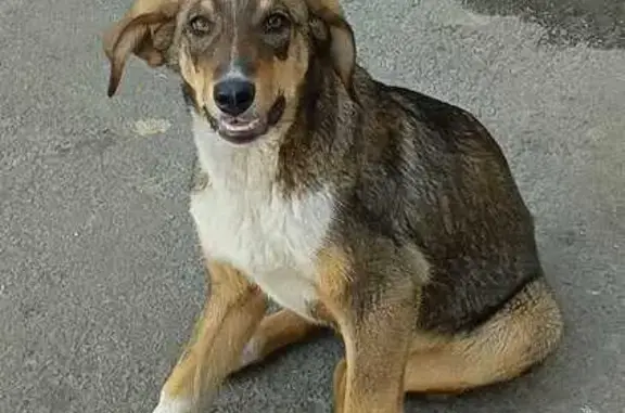 Пропала собака, Дачная ул., Рассказово - photo