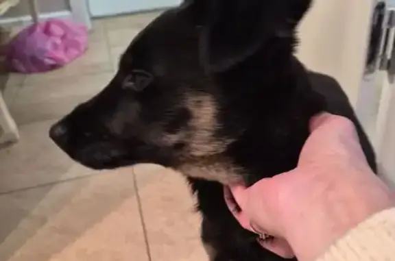 Найдена собака, Краснодар, фото: Щенок найден на Криничной улице, Краснодар