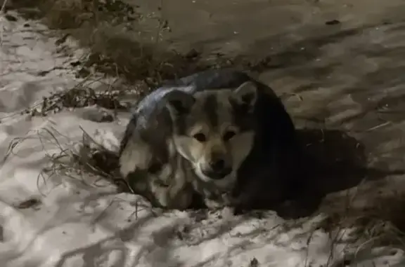 Найдена собака, Чита, фото: Найден щенок на Угданской 59, Чита