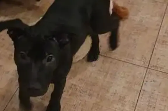 Найдена собака, Дачная-1, фото: Щенок найден: Дачная-1, Смоленская область