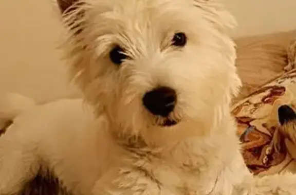 Пропала собака, Вятские Поляны, 2 - photo