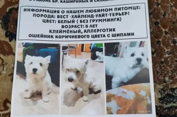 Собаки потеряшки, Челябинск, фото: Потеряшка собака, ул. Братьев Кашириных