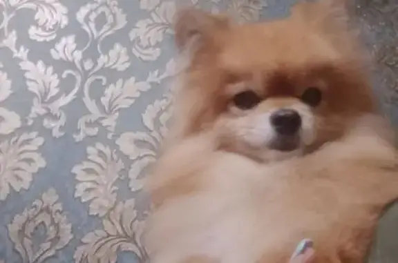 Пропала собака, Вокзальная 10, Ставрополь - photo