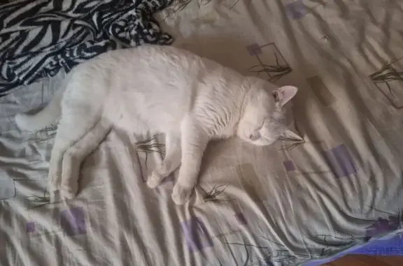 Пропал белый кот Ёжик, Войтовича 4, Реутов - photo