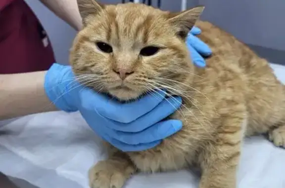 Найдена кошка, Москва, фото: Кот найден: 2-я Подрезковская, 16