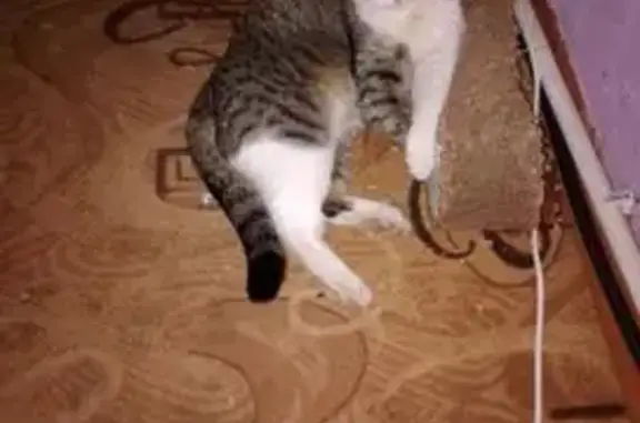 Пропала кошка, Химгородок, Волгоград - photo