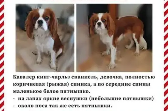 Собаки потеряшки, Москва, фото: Потеряшка собака, Дубнинская ул., Москва