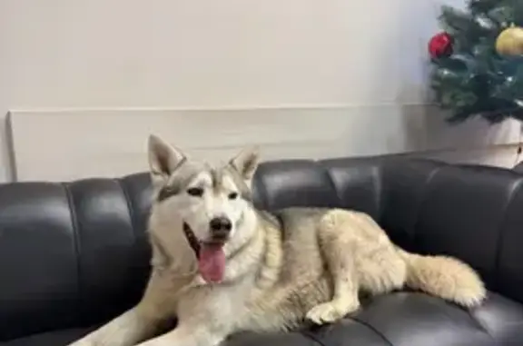 Найдена собака, Ростов-на-Дону, фото: Собака найдена: Большая Садовая, Ростов-на-Дону