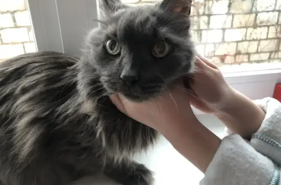 Найдена кошка, Елец, фото: Кошка найдена: Елец, Липецкая обл.