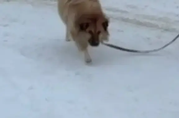 Собаки потеряшки, Тверь, фото: Потеряшка собака, ул. Борихино Поле, 11Б