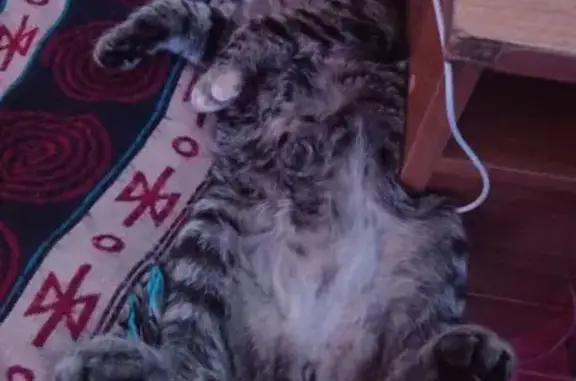 Пропала кошка, Первомайская 17, Архангельск - photo