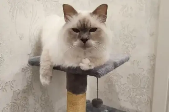 Пропал кот Грей, ул. Крупской, Лебедянь - photo