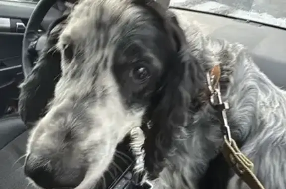 Найдена собака, Восточный обход, Тула - photo