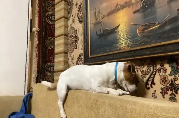 Пропала собака в Галушино, МО - photo