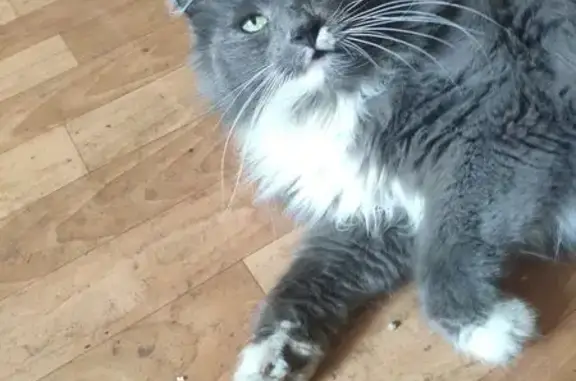 Пропала кошка, Юпитерский пер. 2, НН - photo