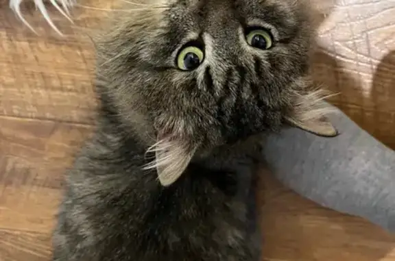 Найденные животные Ижевск, фото: Кошка найдена у рынка, ул. Свободы 120