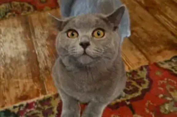 Пропала кошка на ул. Льва Толстого, 11 - photo