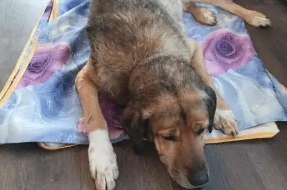 Пропала собака, 1-я Затонская, 1, Астрахань - photo