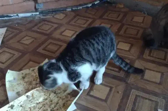 Найдена кошка, Астрахань, фото: Кошка найдена: Казанская ул., 111, Астрахань