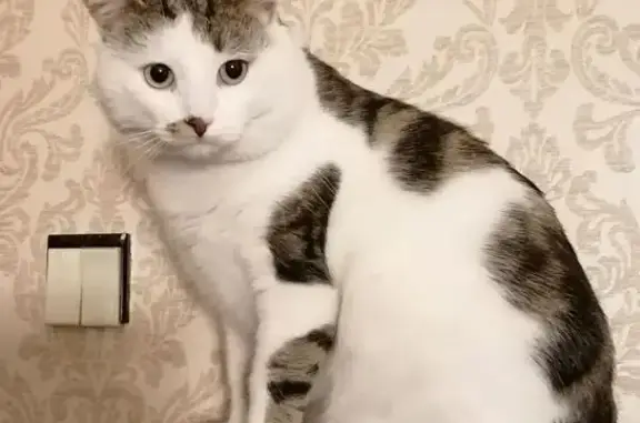 Кошки потеряшки, Москва, фото: Потеряшка кошка, Черкизовская ул., 5 к5