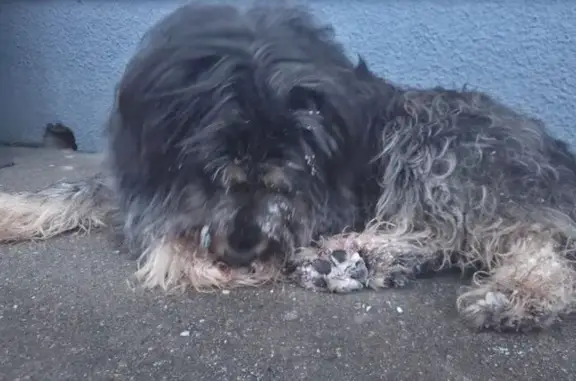 Найдена собака, Жевнево, фото: Собака найдена в Жевнево, 46Н-02889