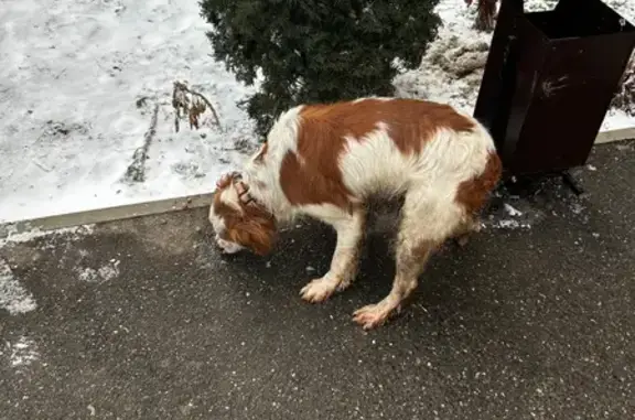 Найдена собака, Пятигорск, фото: Собака найдена, ул. Булгакова 23, Пятигорск