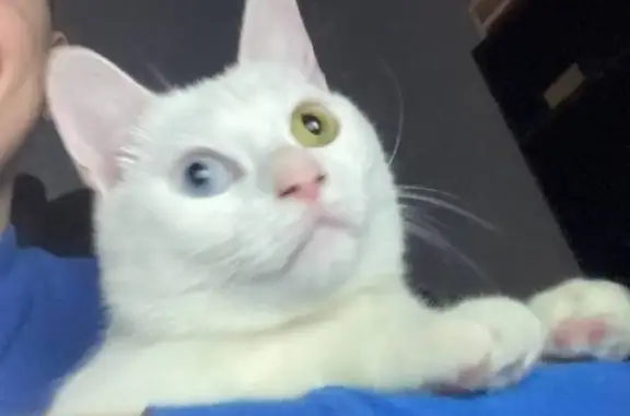Найденные животные Москва, фото: Белая кошка с разными глазами, Малый Знаменский, Москва