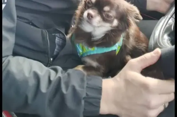 Пропала чихуахуа, ул. Аскольдовцев 43, Мурманск - photo