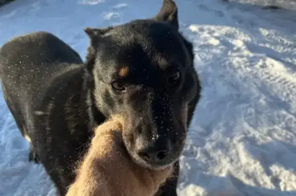 Собаки потеряшки, Верхнее Ладино, фото: Потеряшка собака в Средних Валдушках