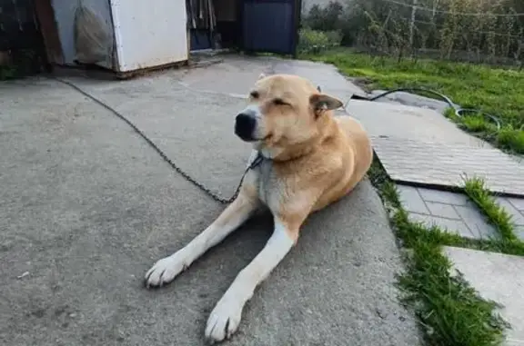 Пропала собака, Гидростроительная 83 - photo