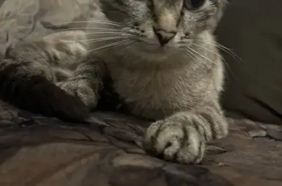 Найдена кошка, Балашиха, фото: Кошка найдена, ул. Свободы 1, Балашиха