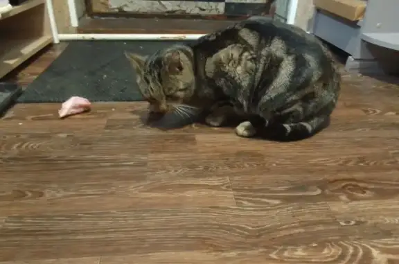 Найдена кошка, Грабово, фото: Крупный кот найден в Грабово, 58Н-41