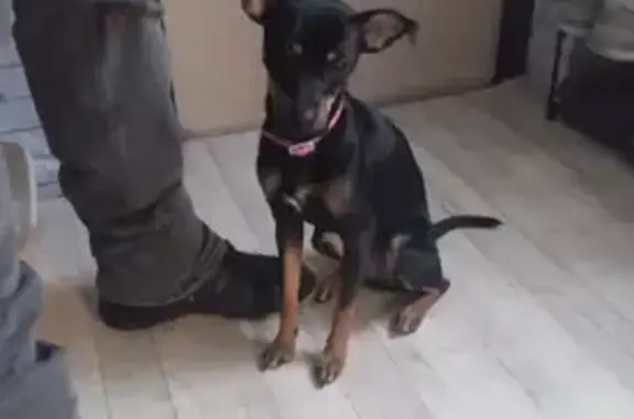 Найдена собака, Тула, фото: Найдена собака, Тула, Тульская обл.