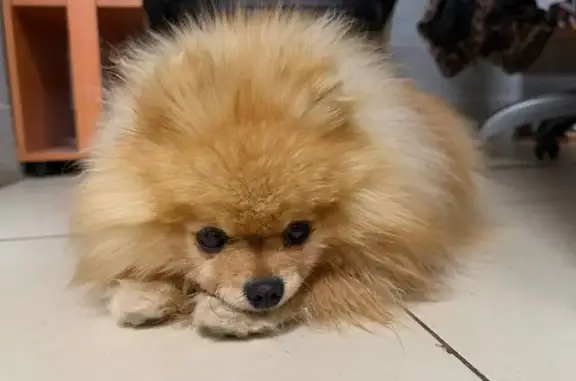 Найдена собака, Пермь, фото: Собака найдена: ул. Борцов Революции, 107