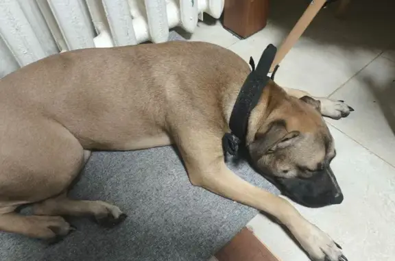 Найдена собака, Брянск, фото: Собака найдена: Фестивальная, 23, Брянск