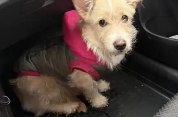 Найдена собака, Волжский, фото: Найдена собака, ул. Мира, Волжский