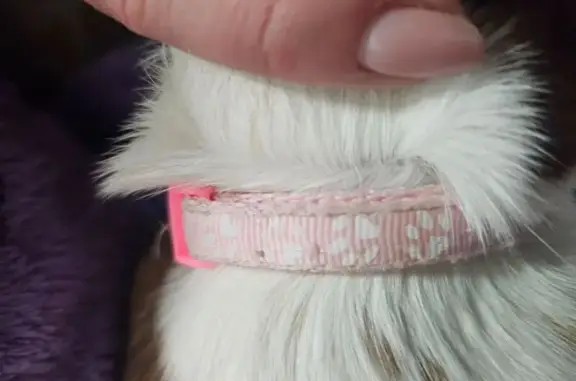 Найдена собака, Ростов-на-Дону, фото: Собака найдена, ул. Вавилова, 1А, Ростов-на-Дону