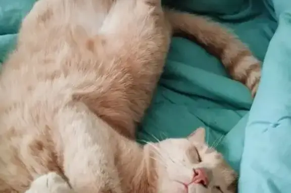 Пропал кот, Строительная улица, Казанцево - бежевый окрас - photo