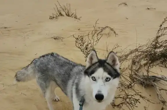 Пропала хаски в Курске, 14-я дорожка - photo