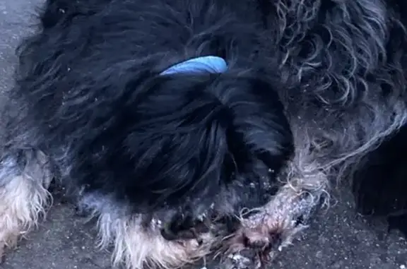 Найдена собака, Рождествено, фото: Собака найдена: 8А, Рождествено