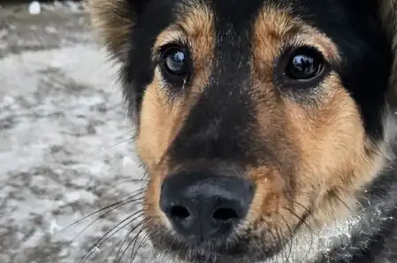 Найдена собака, Владимир, фото: Найдена собака, проспект Строителей, 38