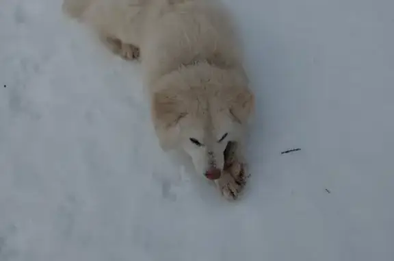 Пропала собака в Некрасовском, Ярославль - photo