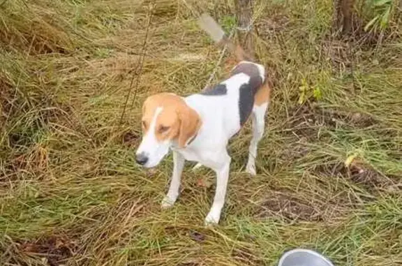 Пропала собака в Майнском, Ульяновская обл. - photo