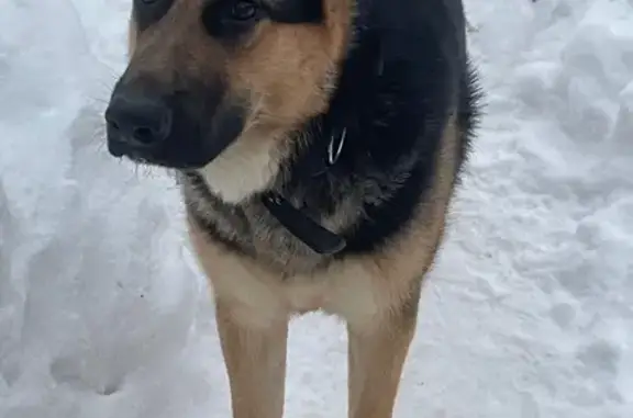 Найдена собака, Родники, фото: Найдена овчарка, ул. Макаренко, 9, Родники