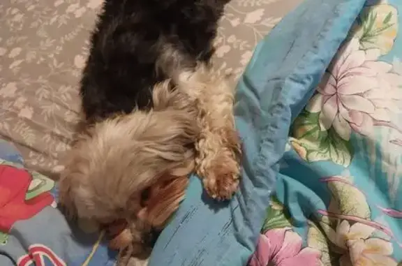 Найдена собака, Ростов-на-Дону, фото: Собака найдена: Штахановского, 13, Ростов-на-Дону