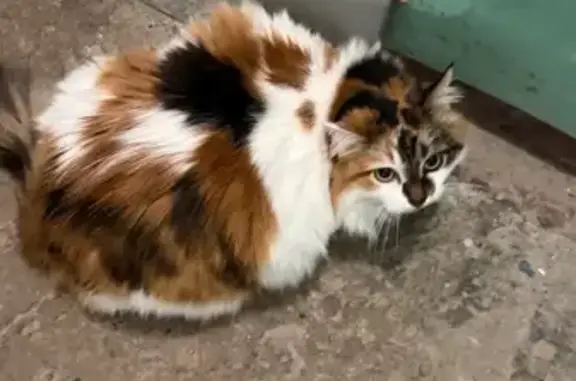 Найдена кошка, Нижний Новгород, фото: Кошка найдена: Большая Покровская 32