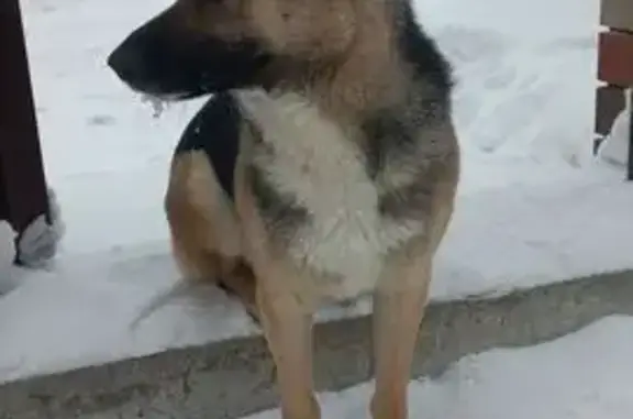 Найдена собака, Бешенцево, фото: Собака найдена: Любимая ул. 12, Бешенцево