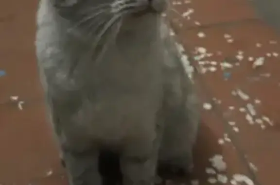 Найденные животные Пенза, фото: Найдена ласковая кошка, пр. Строителей 126