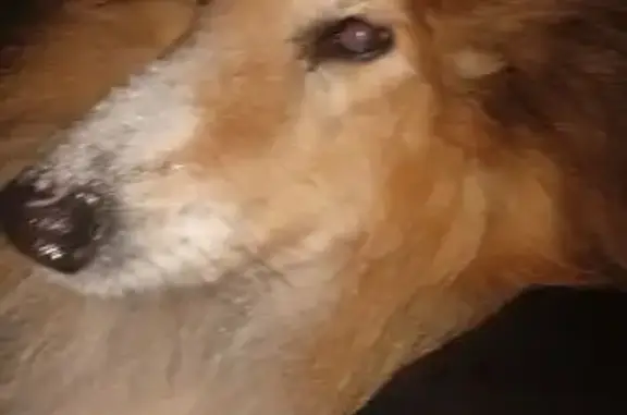 Пропала собака в Бердске, Новосибирская обл. - photo